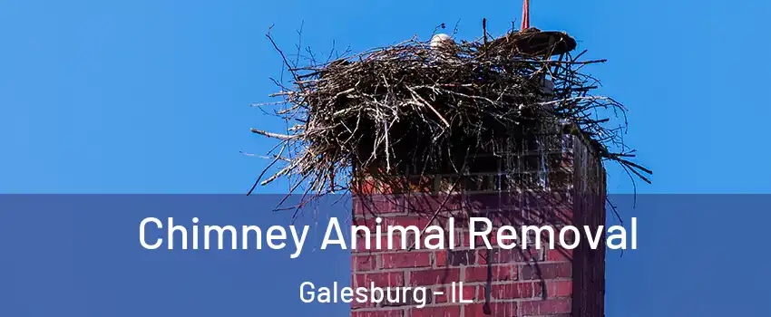  Chimney Animal Removal Galesburg - IL