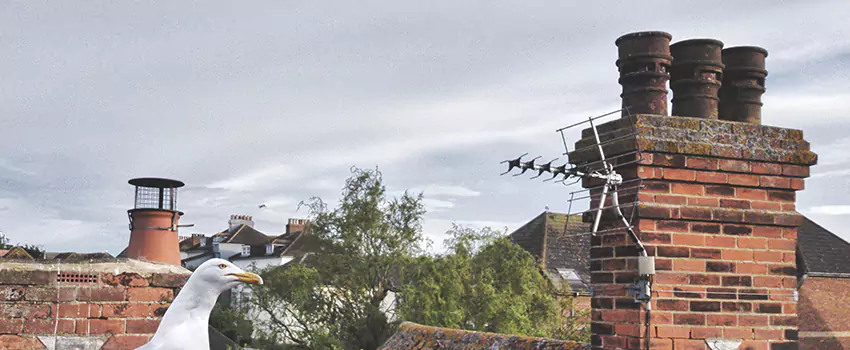 Chimney Cleaning And Restoration in Galesburg, Illinois